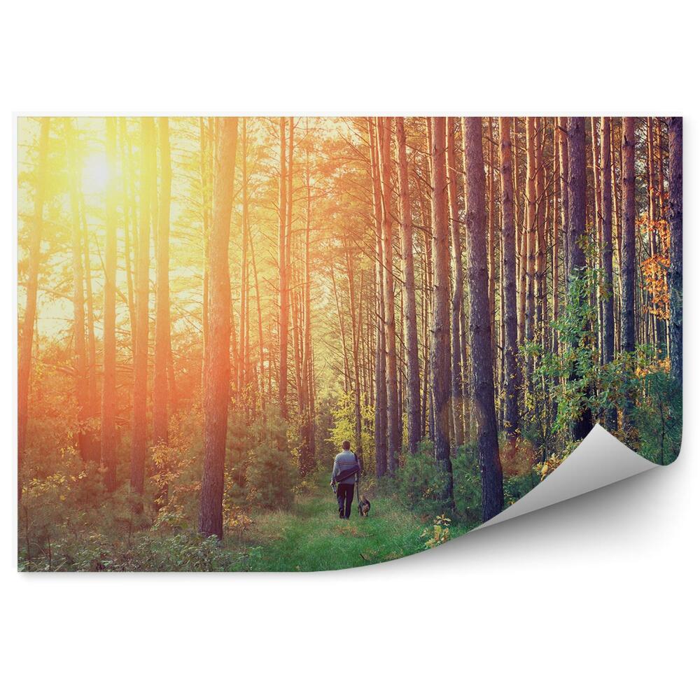 Papier peint Forêt De Pins Herbe