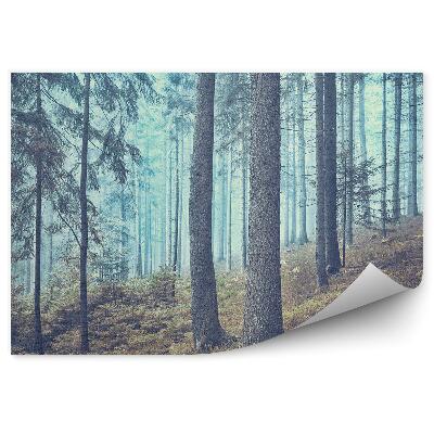 Papier peint Brume De Forêt De Conifères