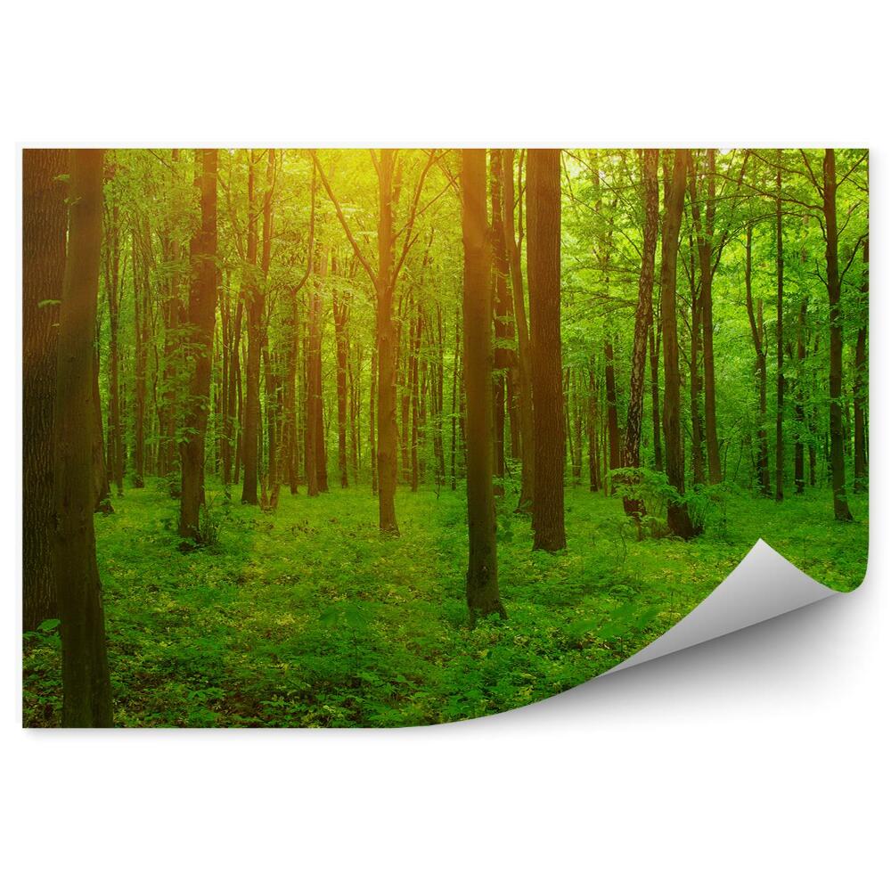 Papier peint Forêt Soleil