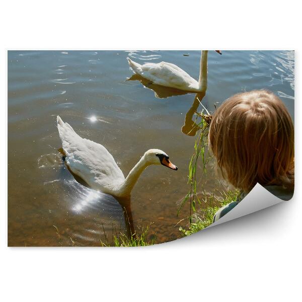 Papier peint Garçon Nourrissant Les Cygnes
