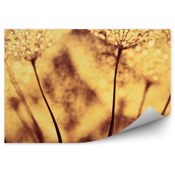 Papier peint Gouttes de rosée Sépia