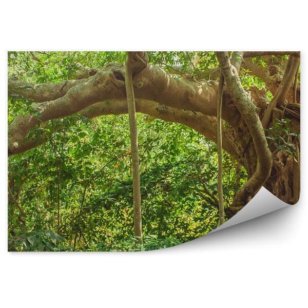 Papier peint Feuilles d'arbres de la jungle indienne