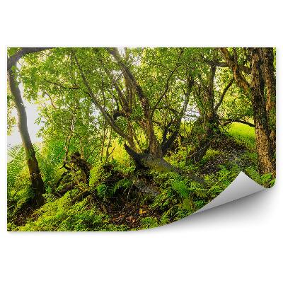 Papier peint Jungle africaine Arbres à fougères Nature