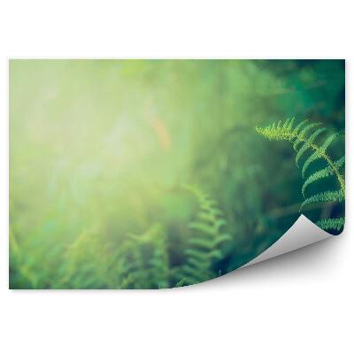 Papier peint Feuilles de fougères Forêt verte