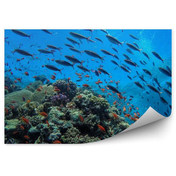 Papier peint Poisson de rivage Récif Vie sous-marine Animaux