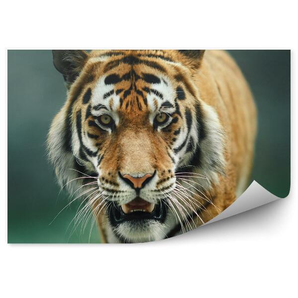 Papier peint Tigre Du Bengale