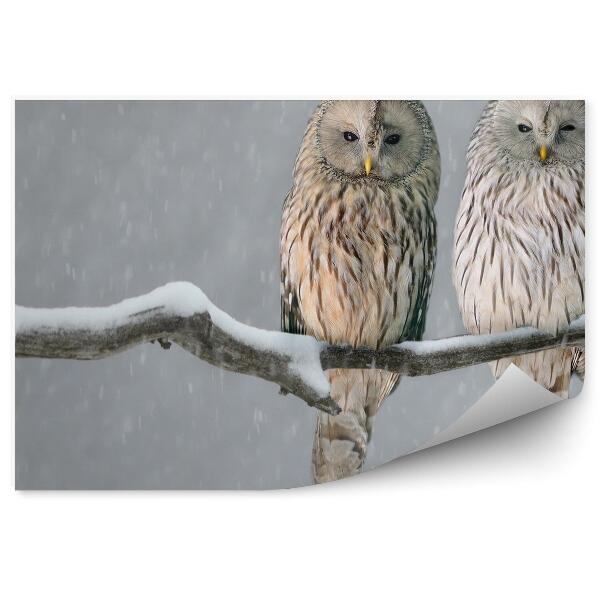 Papier peint Chouette De L'oural Sur Une Branche Enneigée