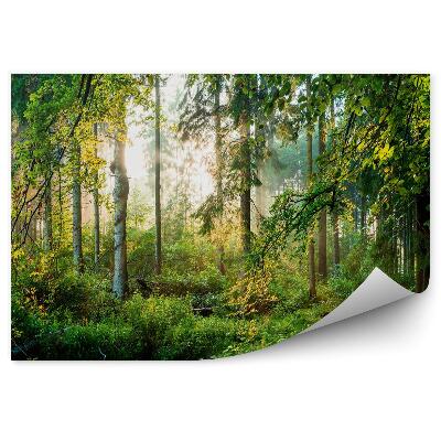 Papier peint Forêt verte