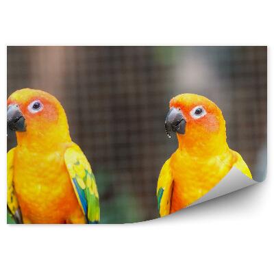 Papier peint Perruches Orange