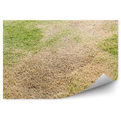 Papier peint Sécheresse Herbe croustillante Nature Eté