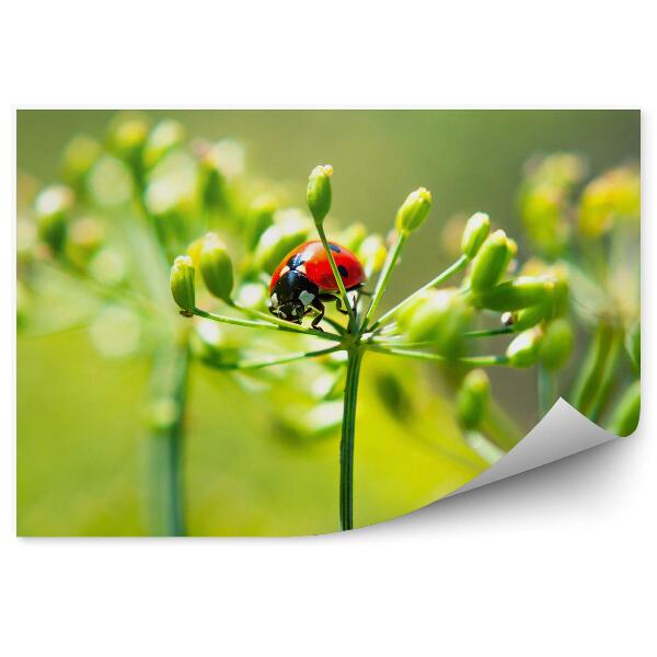 Papier peint Plantes Fleurs Verdure Coccinelle Gros plan Animal