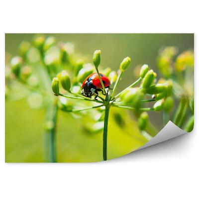 Papier peint Plantes Fleurs Verdure Coccinelle Gros plan Animal