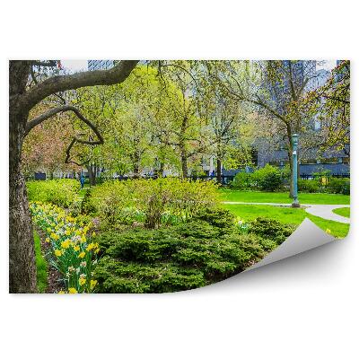 Papier peint Arbres Jardins Jonquilles Fleurs Parc de la ville