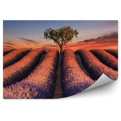 Papier peint Champ de lavande Branches de fleurs Arbre Coucher de soleil