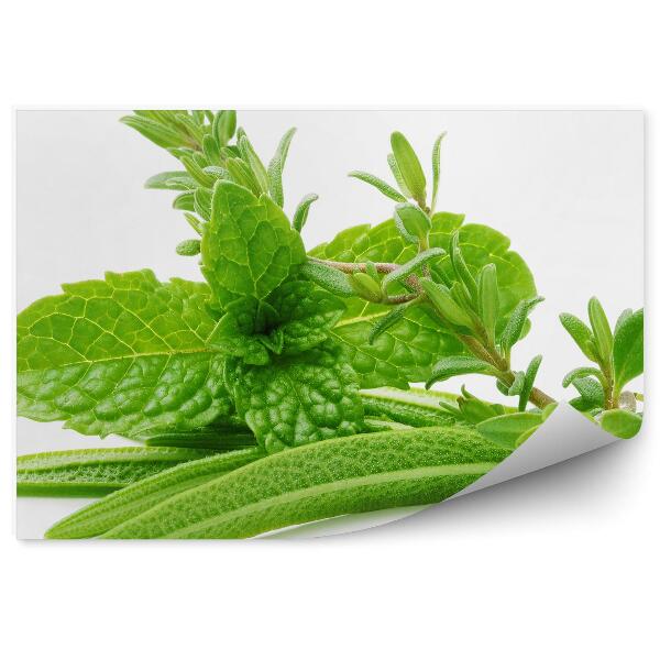 Tapisserie murale Herbes fraîches et épices feuilles fond blanc