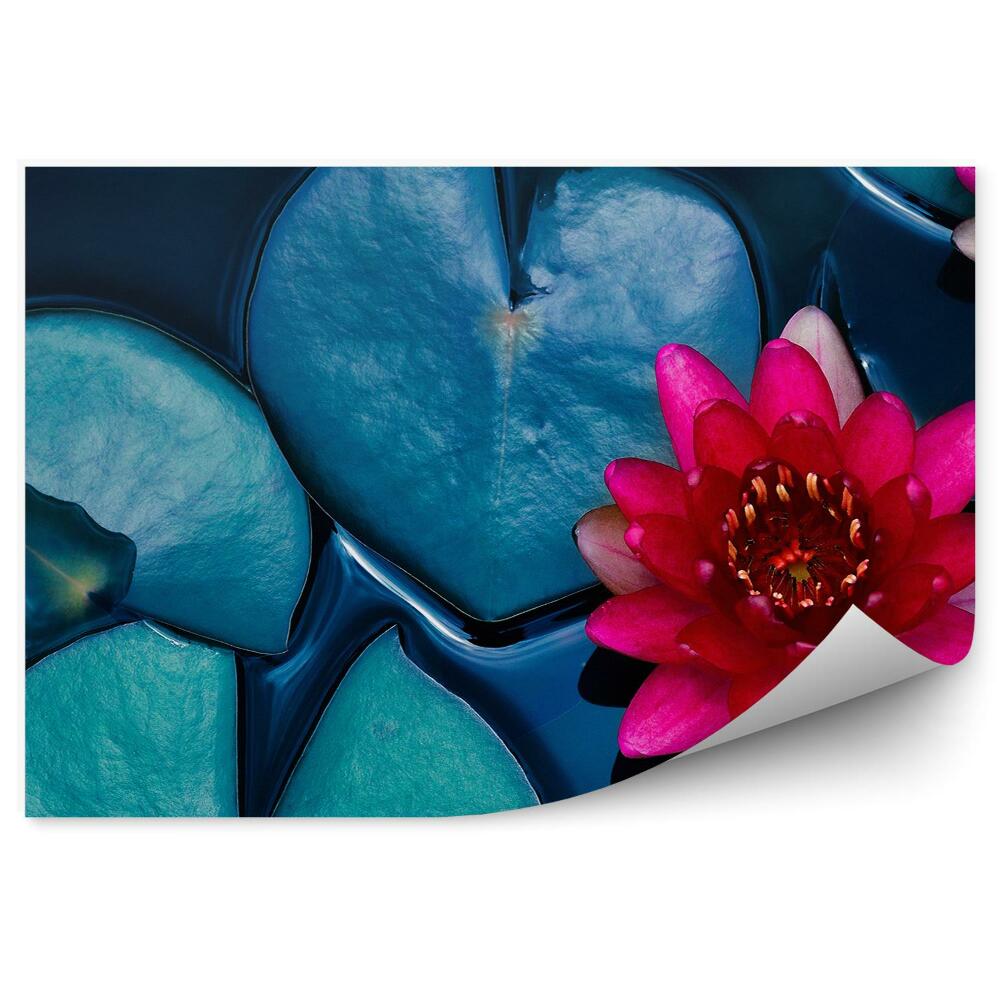 Papier peint Nénuphar sur étang vue de dessus