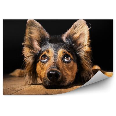 Papier peint Chien Couché, Poils Noirs Et Bruns, Sol En Bois