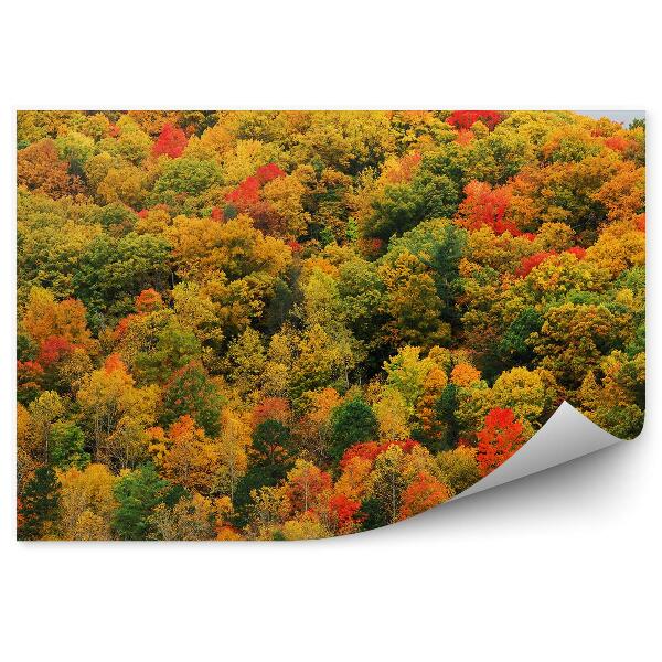 Papier peint Arbres d'automne colorés Forêt Vue de la montagne