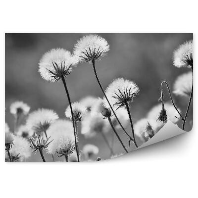 Papier peint Souffleurs Gros plan Noir et blanc