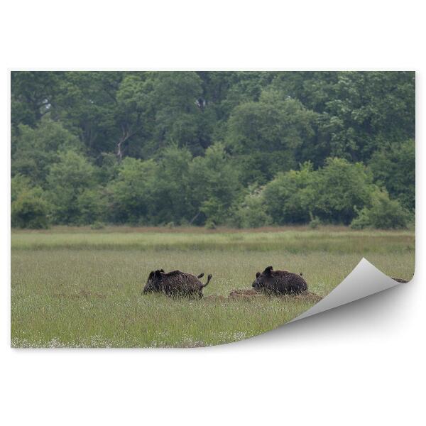 Papier peint Pré Vert Animaux Nature
