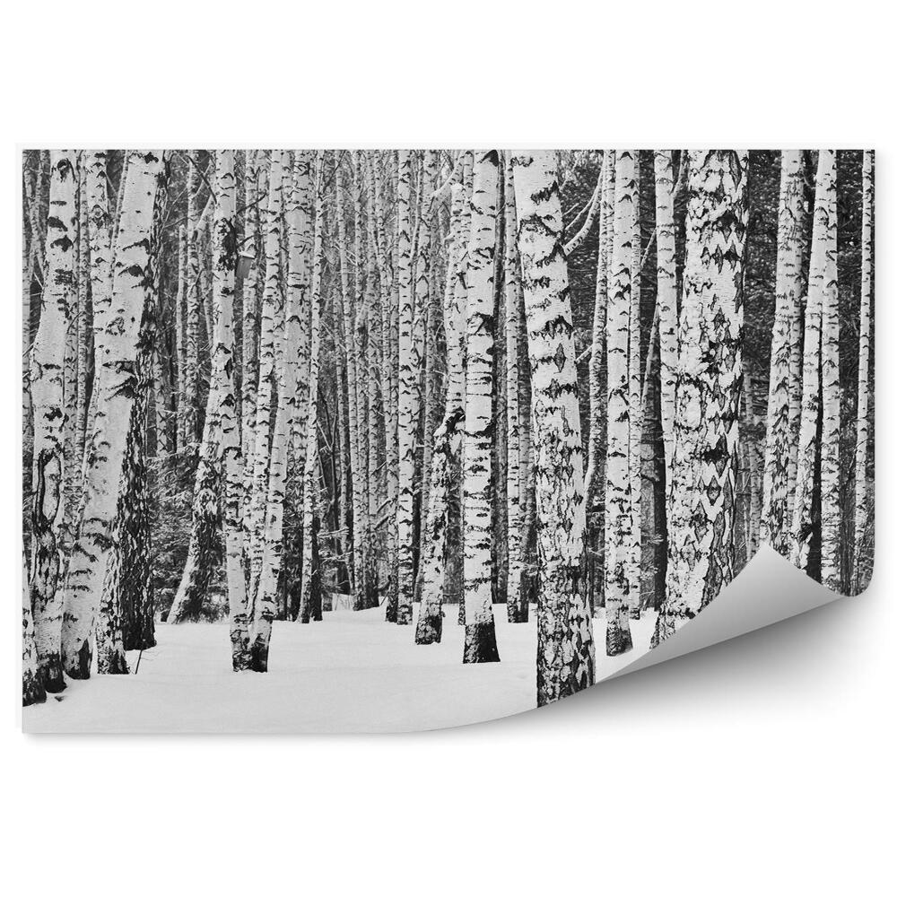 Papier peint Forêt De Bouleaux D'hiver Arbres Neige