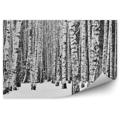 Papier peint Forêt De Bouleaux D'hiver Arbres Neige