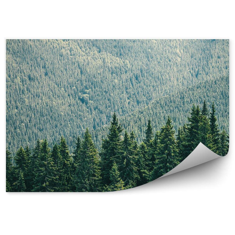 Papier peint Forêt De Pins Herbe Homme Chien Coucher De Soleil