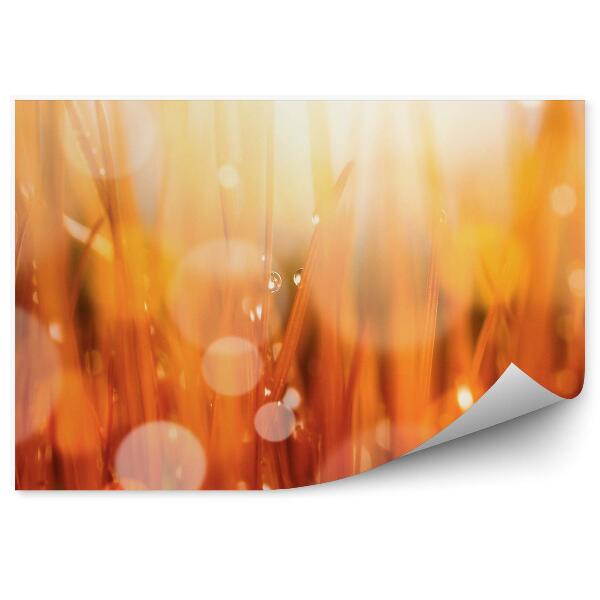 Papier peint Automne Rouge Herbe Rosa Gouttes d'eau Abstrait