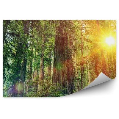 Papier peint Paysage forestier Soleil Vert Nature