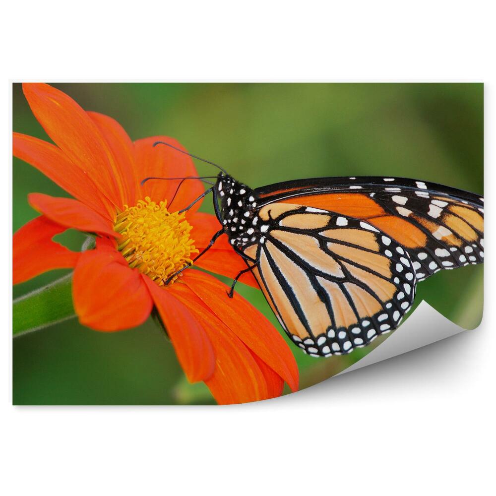Papier peint Papillon Blanc Tacheté Fond Vert Fleur Orange