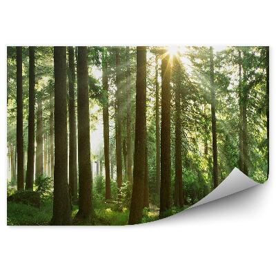 Papier peint Forêt De Conifères À L'herbe