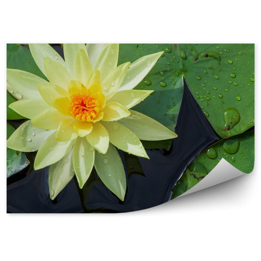 Papier peint Nénuphar jaune champignon vue de dessus