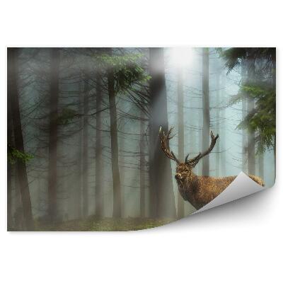 Papier peint Herbe De Conifère De La Forêt De Cerfs