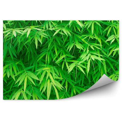 Papier peint Feuilles de bambou Buissons verts