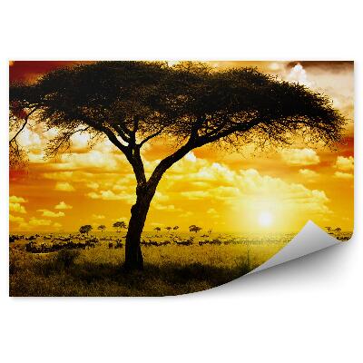 Papier peint Afrique animaux plantes nature coucher de soleil