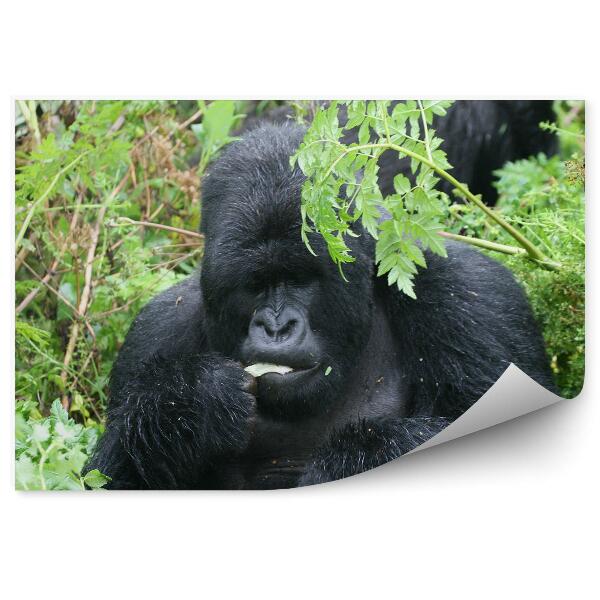 Papier peint Gorille Parmi Les Plantes