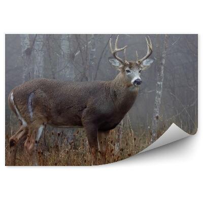 Papier peint Cerfs Dans La Forêt D'automne