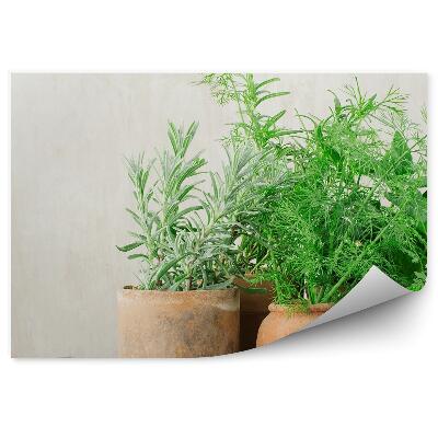Papier peint panoramique Herbes en pot vertes cuisine bois
