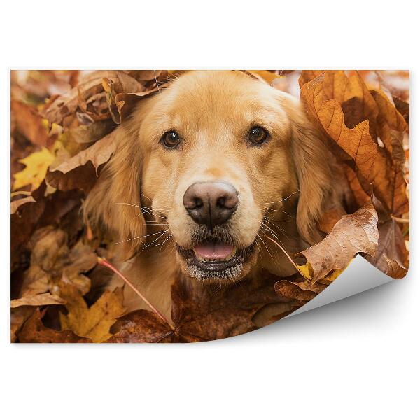 Papier peint Chien Golden Retriever Feuilles D'automne Fun Joy