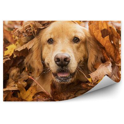 Papier peint Chien Golden Retriever Feuilles D'automne Fun Joy