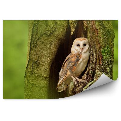 Papier peint Chouette Effraie Dans Un Creux