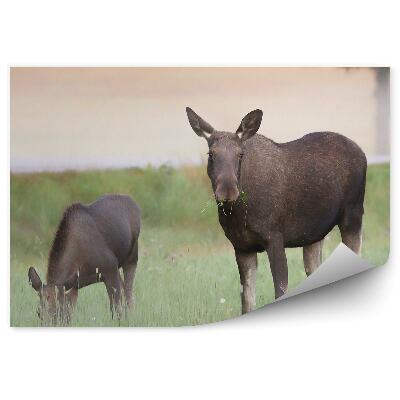 Papier peint Élan Avec Ses Petits Dans Un Pré