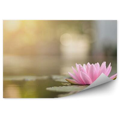 Papier peint Nénuphar en fleur sur un lac