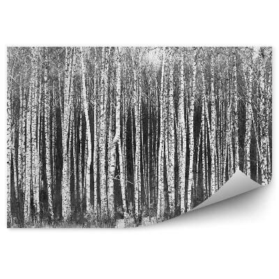 Papier peint Forêt De Bouleaux Enneigée, Paysage En Noir Et Blanc