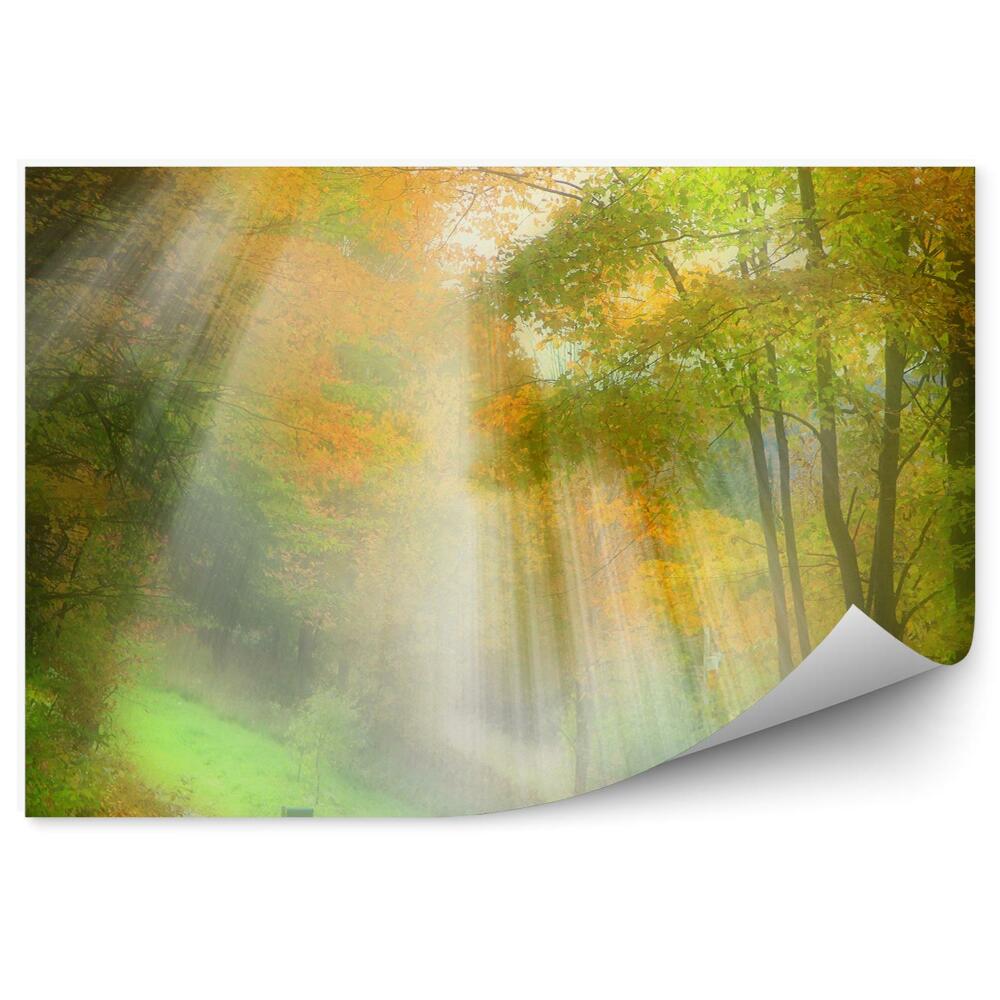 Papier peint Chemin Forestier D'automne Feuilles