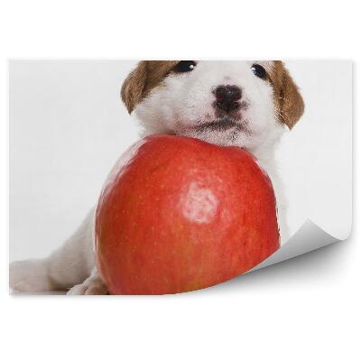 Papier peint Chiot Petit Chien Jack Russell Pomme Fond Blanc