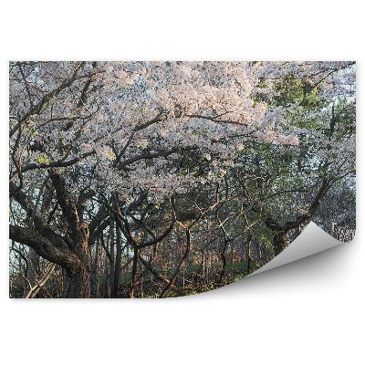 Papier peint Cherry blossom tree flowers alley alley grass