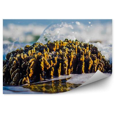 Papier peint Récif de la mer de drainage Gros plan