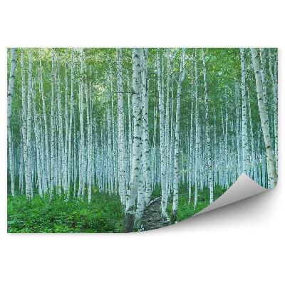 Papier peint Plantes Vertes, Nature, Arbre, Chemin De Bouleaux