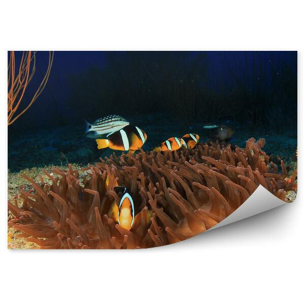 Papier peint Anémones De Récif Et Poisson Clown